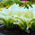 Perennial Hostas Plantain Lily Flower (Seeds)