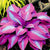 Perennial Hostas Plantain Lily Flower (100 Seed Pack)